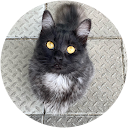 Lisa Collins profile picture